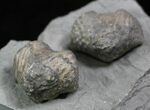 Pair Of Fossil Brachiopods (Platystrophia) - Indiana #25996-4